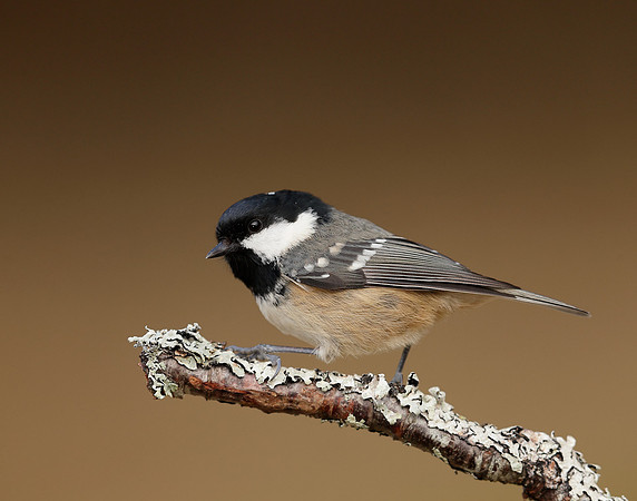Coal Tit Periparus ater
