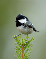 Coal Tit Periparus ater