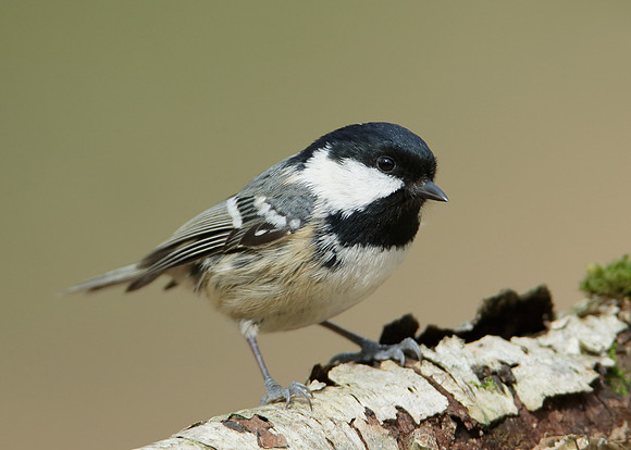 Coal Tit Periparus ater