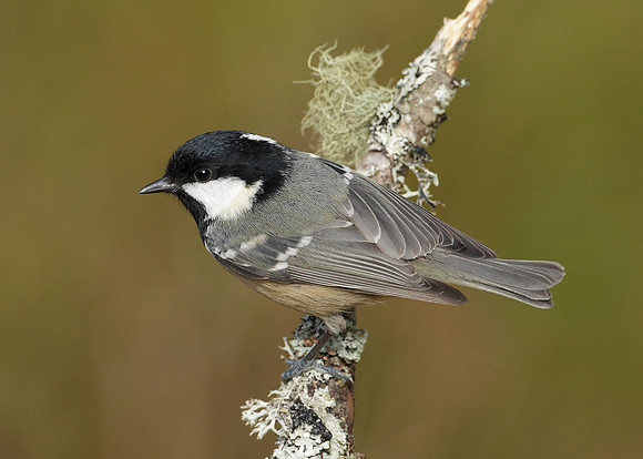 Coal Tit Periparus ater