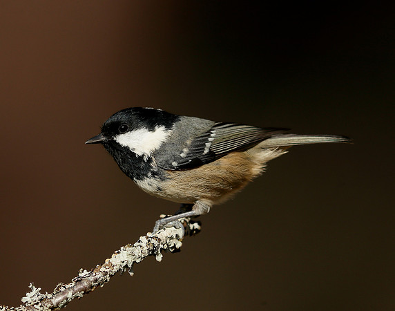 Coal Tit Periparus ater