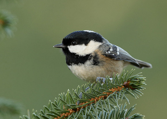 Coal Tit Periparus ater
