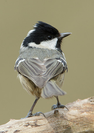 Coal Tit Periparus ater