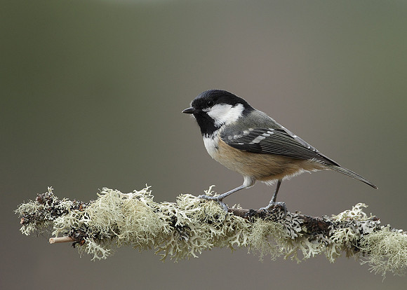 Coal Tit Periparus ater