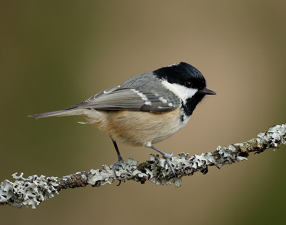 Coal Tit Periparus ater