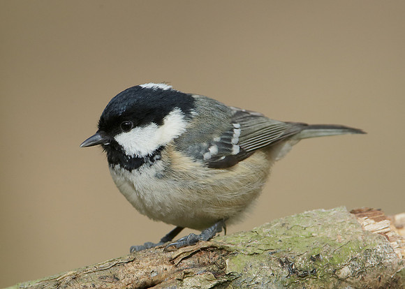 Coal Tit Periparus ater