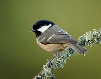 Coal Tit Periparus ater
