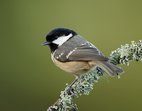 Coal Tit Periparus ater