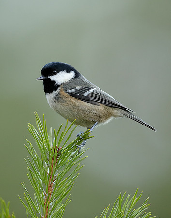 Coal Tit Periparus ater