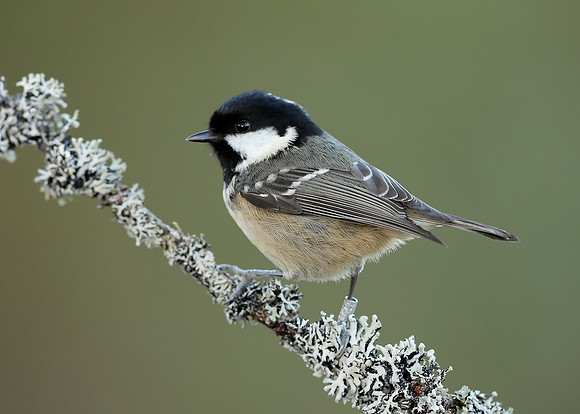 Coal Tit Periparus ater