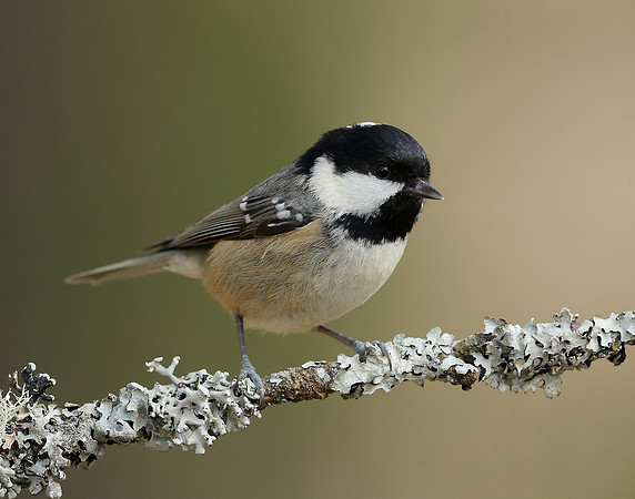 Coal Tit Periparus ater