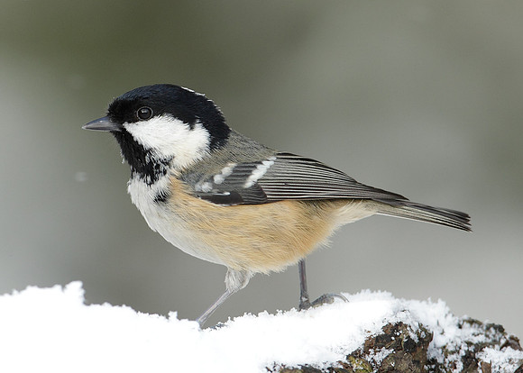 Coal Tit Periparus ater