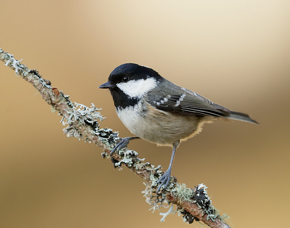 Coal Tit Periparus ater