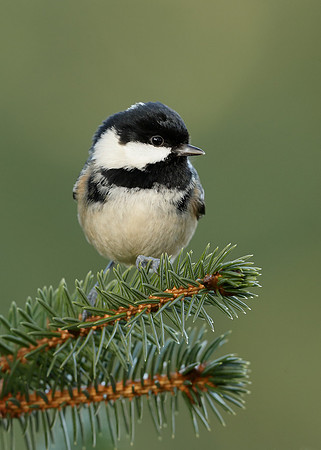 Coal Tit Periparus ater