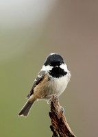 Coal Tit Periparus ater