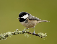 Coal Tit Periparus ater
