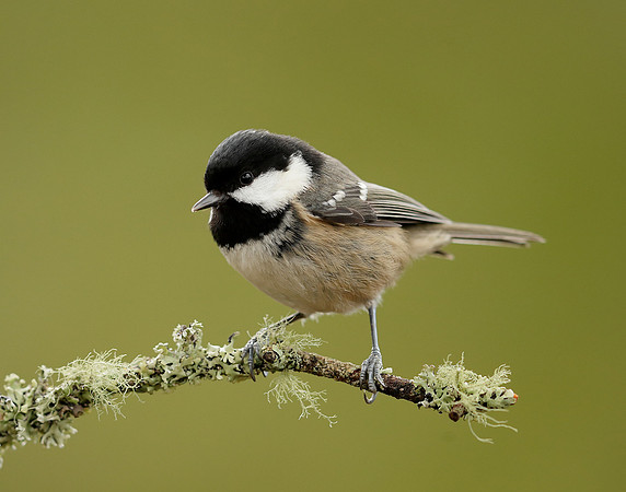Coal Tit Periparus ater