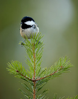 Coal Tit Periparus ater