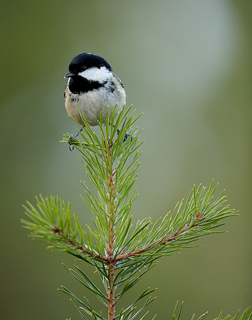 Coal Tit Periparus ater
