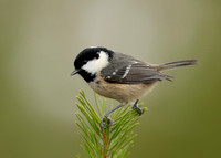 Coal Tit Periparus ater