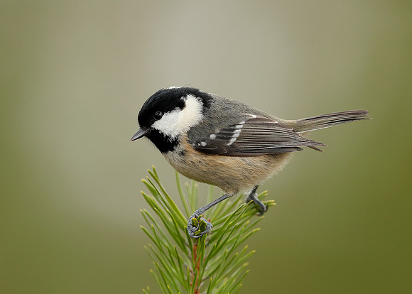 Coal Tit Periparus ater