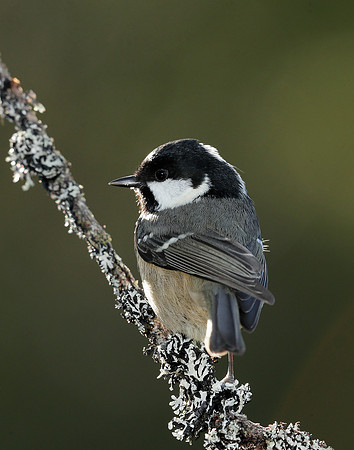 Coal Tit Periparus ater