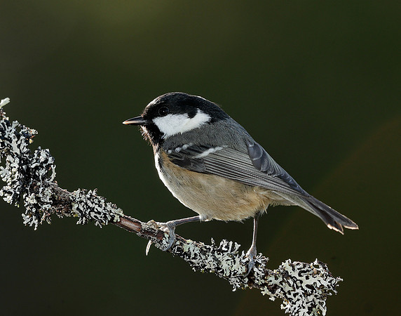 Coal Tit Periparus ater