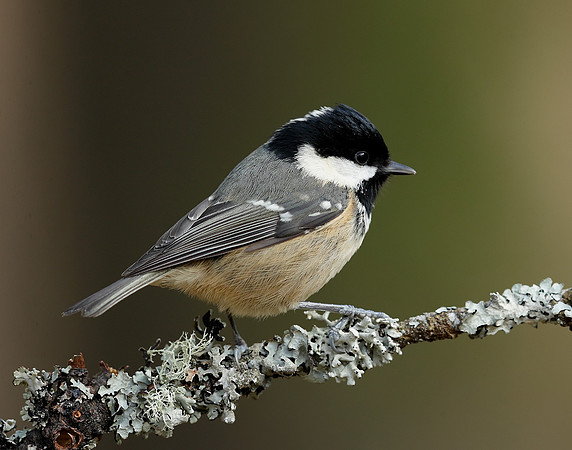 Coal Tit Periparus ater
