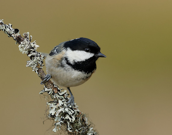 Coal Tit Periparus ater