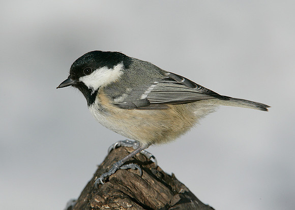 Coal Tit Periparus ater