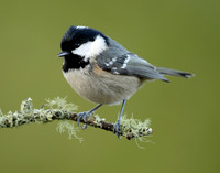 Coal Tit Periparus ater