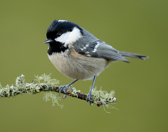 Coal Tit Periparus ater
