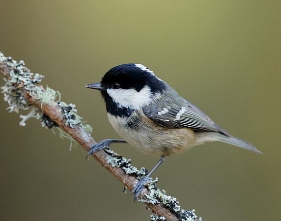 Coal Tit Periparus ater