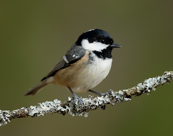 Coal Tit Periparus ater