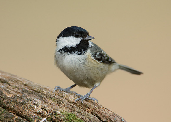 Coal Tit Periparus ater