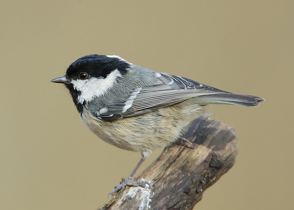 Coal Tit Periparus ater