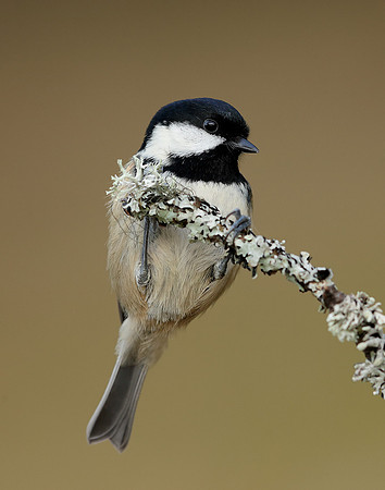 Coal Tit Periparus ater