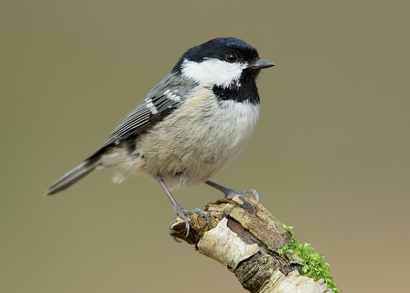 Coal Tit Periparus ater