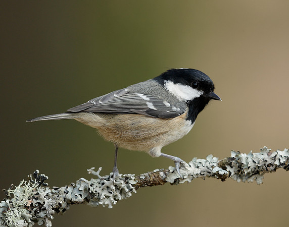 Coal Tit Periparus ater