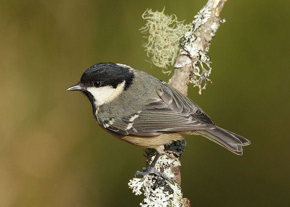 Coal Tit Periparus ater