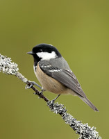 Coal Tit Periparus ater