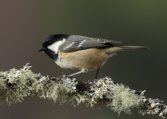 Coal Tit Periparus ater