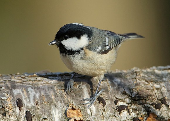 Coal Tit Periparus ater