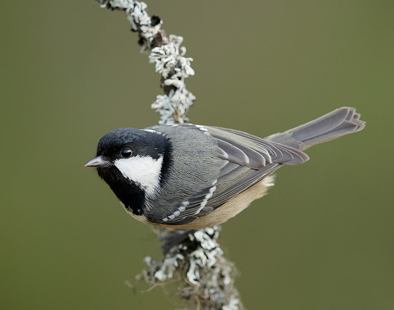 Coal Tit Periparus ater