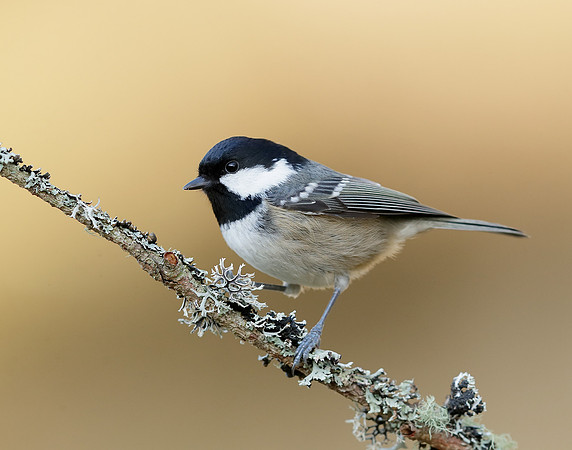 Coal Tit Periparus ater