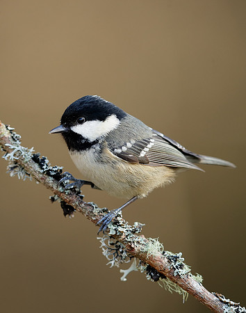 Coal Tit Periparus ater