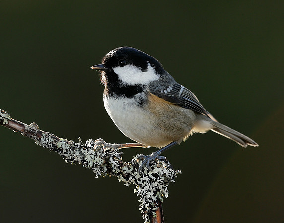 Coal Tit Periparus ater