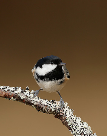 Coal Tit Periparus ater