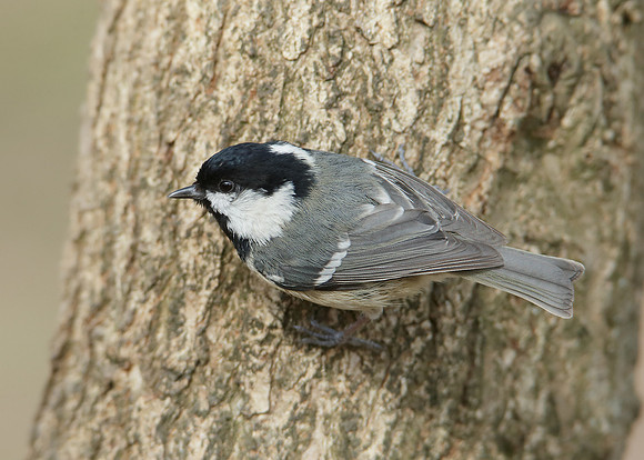 Coal Tit Periparus ater
