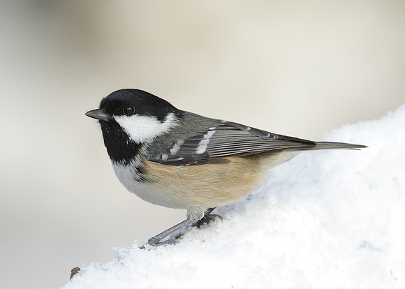 Coal Tit Periparus ater